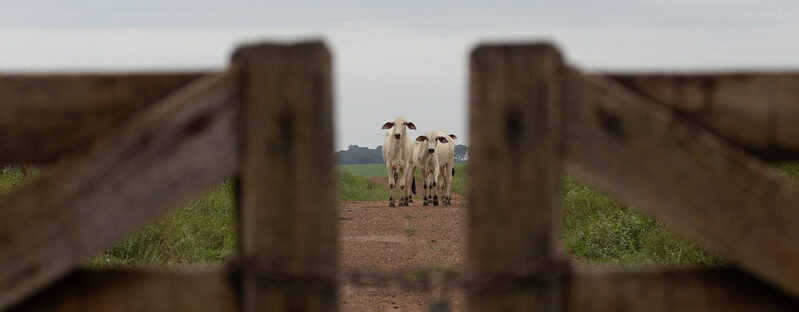 Dialog - Pecuaria Sistema Famato