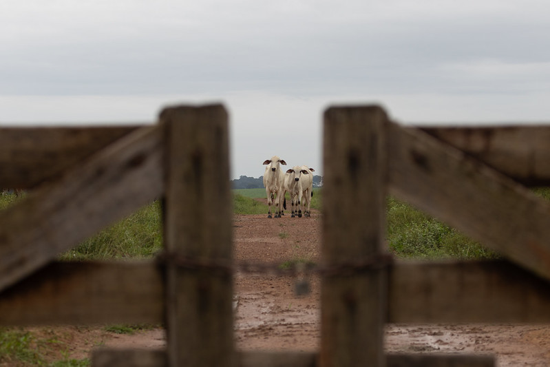 Dialog - Pecuaria Sistema Famato