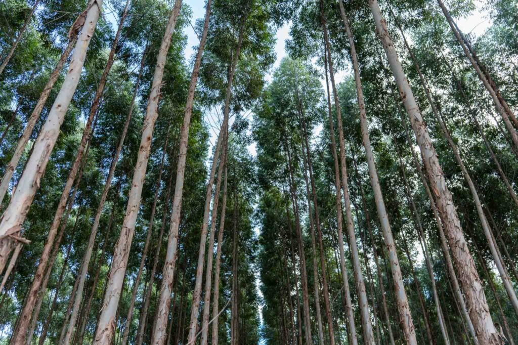 Dialog - floresta