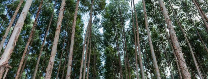 Dialog - floresta